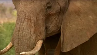 Kenyan Judges Experience the Majesty of Elephants | This Wild Life | BBC Earth