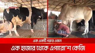 নাটোরে প্রস্তুত ৫ লাখ কোরবানির পশু | DBC NEWS Special