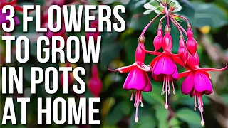 3 Flowers To Grow In Pots | Flowers To Plant In Pots And Containers