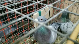 ("Tips & tricks")"  How to pair up your pigeons for breeding. "