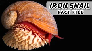 Iron Snail Facts: the SCALY SNAIL facts 🐌 Animal Fact Files