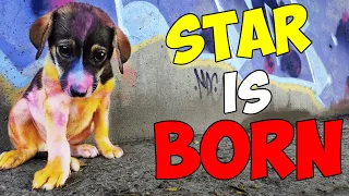 This Puppy was Sprayed with Paint and Left Alone Until This Happened