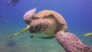 Beautiful Jellyfish eaten by a Sea Turtle