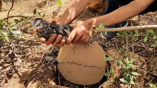 صيد طائر الحجل بفخ أرضي Partridge hunting with a ground trap