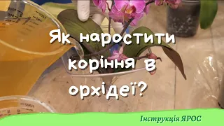 Як наростити коріння в орхідеї - інструкція ЯРОС