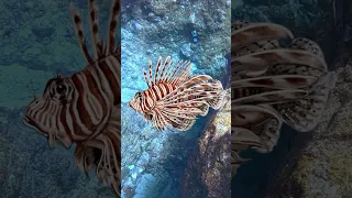 What is a lionfish?