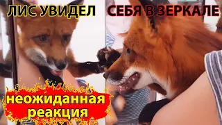 Лиса домашняя - супер реакция на зеркало! - ВЫ УДИВИТЕСЬ) / MIKI THE FOX