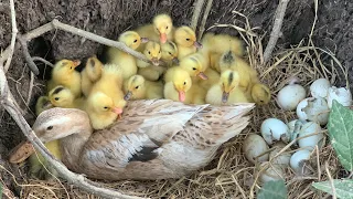Amazing  Pekin 50  Duckling Hatching From eggs - cute cute Baby Duck Born