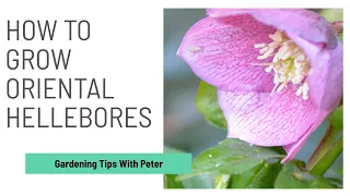 How to Grow Oriental Hellebores | Garden Ideas | Peter Seabrook