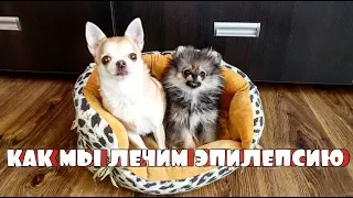 Эпилепсия у собак, схемы лечения - часть 1