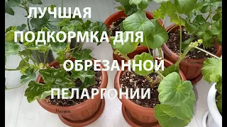 ЛУЧШАЯ ПОДКОРМКА ДЛЯ ОБРЕЗАННОЙ ГЕРАНИ (ПЕЛАРГОНИИ) осенью и зимой