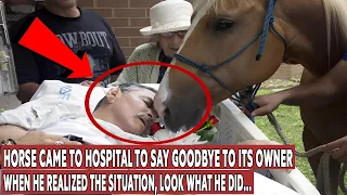 The Horse Came To The Hospital To Say Goodbye , Look What It Did When It Realized The Situation