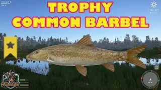 Trophy Common Barbel from Bear lake active hot spot - Russian Fishing 4