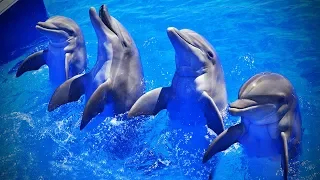 Lovely Dolphins 🐬😍 Cute and amazing Dolphins (Part 2) [Funny Pets]