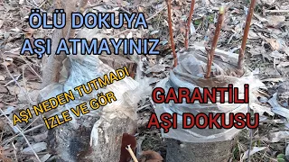 Aşı Tutmamış 🌱Kurumuş Ağaca Garantili Yeni Aşı Atma Tekniği🌴 Kabuk Altı Kalem Aşısı🌲Ziraat Mühendisi