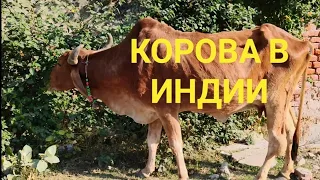 Корова в Индии