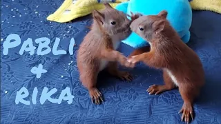 Baby Eichhörnchen Pablina & Rika | Findel-Eichhörnchen Aufziehen und Auswildern | Baby Squirrel