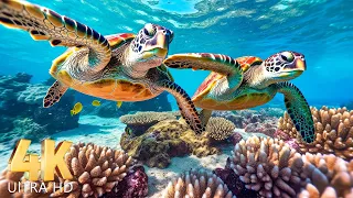 4K Turtle Paradise🐢🐢 - Coral Reefs and Colorful Sea Life - Relaxing Music