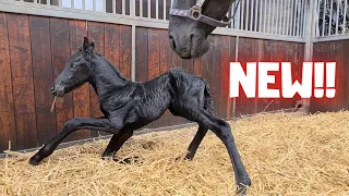 New foal! Wow! She is beautiful! | Friesian Horses