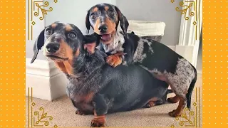 Funny Dachshund Videos, Sausage Dogs Around The world Cute Dachshund Puppies Videos IG Compilation.