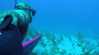 Spearing Mutton Snapper with Abellan Denton