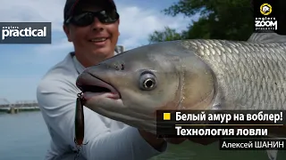 Белый амур на воблер! Технология ловли. Алексей Шанин. Anglers Practical