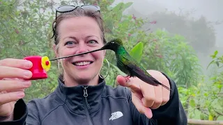 Sword-billed hummingbird at Zuro Loma Reserve in Ecuador