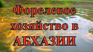 Форелевое хозяйство в Абхазии. Trout farming in Abkhazia