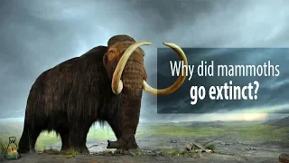 Why did mammoths go extinct?