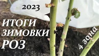 🌹 Итоги зимовки роз в средней полосе, апрель 2023.