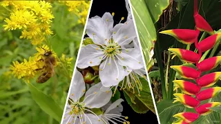 ¡Domina el Ciclo Anual de las Abejas Nativas sin Aguijón! ⚡ POWERCLASS