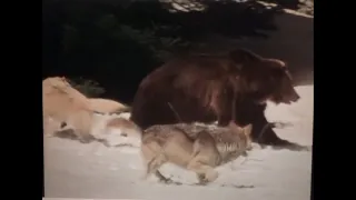 Grizzly bear fights wolf pack, 1976