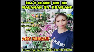 MGA HALAMAN SA THAILAND I PAREHO DIN BA NG SA PILIPINAS? I PLANT LOVERS l FUTURE PLANTITA