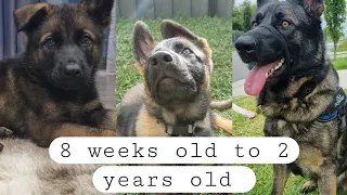 Watch my Sable German shepherd puppy grow up ! | Zola Vlogs
