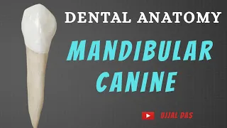 Mandibular Canine | Dental Anatomy