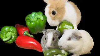 RABBIT & GUINEA PIGS EATING BELL PEPPER ASMR | @HungryPetsASMR