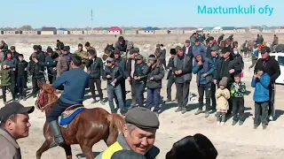 Horses Karakalpakistan