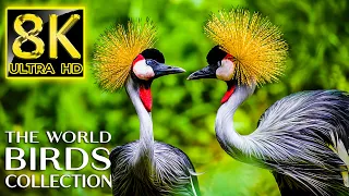 The World of Birds Collection in 8K TV 60fps ULTRA HD | Real Sounds 8K TV with Relaxing Music