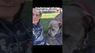 #rescueanimals Dog Paralyzed with Fear Learns What Love Is ❤️ #PetsOfTikTok #ani