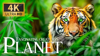 Fascinating Creatures Planet 4K 🐯 Discovery Relaxation Wonderful Animals Film with Relax Piano Music