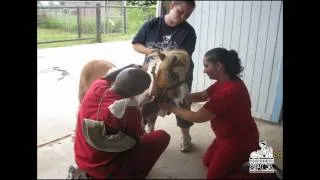 Animal Rescue 7-21-2010 | Houston SPCA