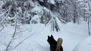 Caught in a Storm - Winter Camping in a Snowstorm with My Dog - Hot Tent Camping - Bushcraft Skills