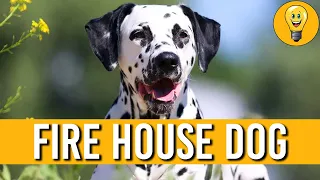 The INCREDIBLE History Of The Dalmatian As A Firehouse Dog!   Mind Blowing Animal Facts  2023