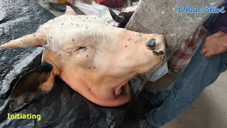 Amazing Sharpest Knife Skills The Most Aggressive Meat Cutting How to Butcher a Cow The Basics Cuts.