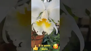 Orquídea