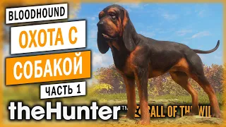 theHunter Call of the Wild #1 🐶 - Открытие Сезона Охоты с Собакой - BLOODHOUND DLC (2021)