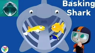 Basking Shark & More - Ocean Animals