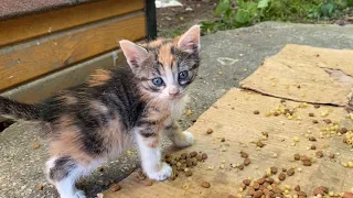 Cute beautiful Kittens living on the street. These Kittens are very playful. 😍