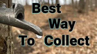 How To Start Collecting Sap For Maple Syrup | Best Collection Method