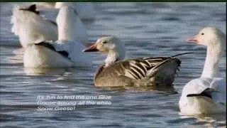 Bob Lewis: A Fascination with Birds